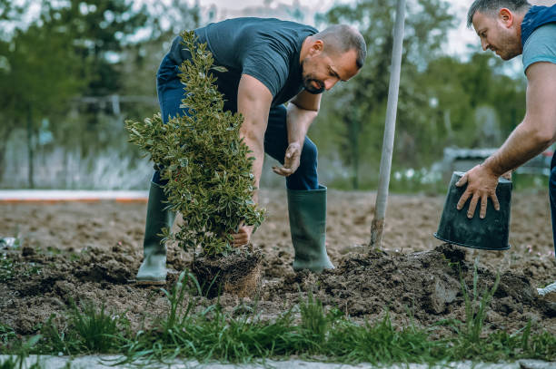 The Steps Involved in Our Tree Care Process in Manchester, WA